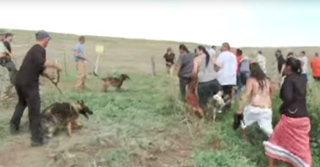 On Sept. 3, the Dakota Access pipeline company attacked Native Americans with dogs and pepper spray as they protested against the $3.8 billion pipeline’s construction. (Credit; Democracy Now!)